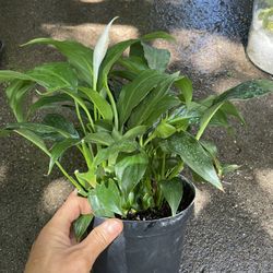 6” pot flowering peace lily, these 3 exact plants, 95820