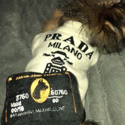 Prada Dog Vest