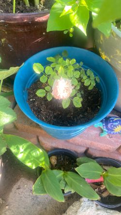 Bonsai Rose 