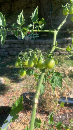 Yellow Pear Tomato plants
