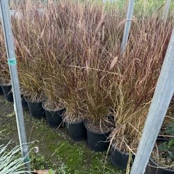Purple Fountain Grass 5 Gal