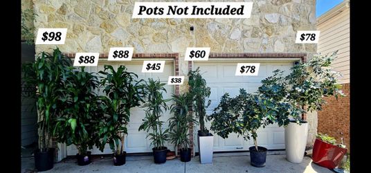 🔥 New Arrivals 🔥
 🌿 😱 Variegated Scheffelera Trees 🌿 Gorgeous Lisa Canes 🌿 Tall Monstera Adansonii Plants