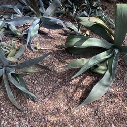 Large Bundle Succulents