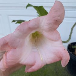 Angel Trumpet Double Flower Plant, In 3 Gallóns Pot Pick Up Only