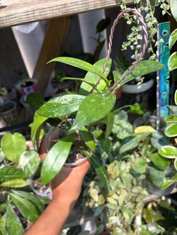 hoyas for sale