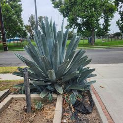 Blue Agave