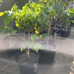Coffee Trees