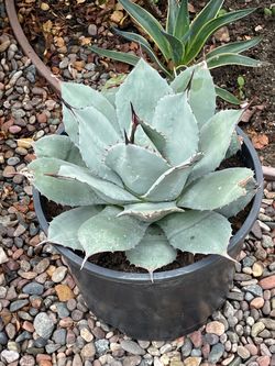 Agave Parryi Trucanta. ( Artichoke Agave )