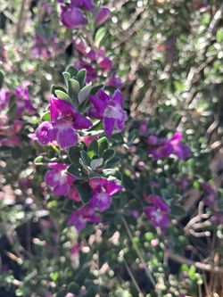 Texas plant.