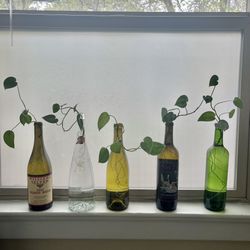 Propagated Silver Pothos Plant 