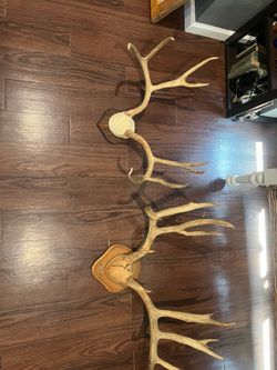 Deer antlers