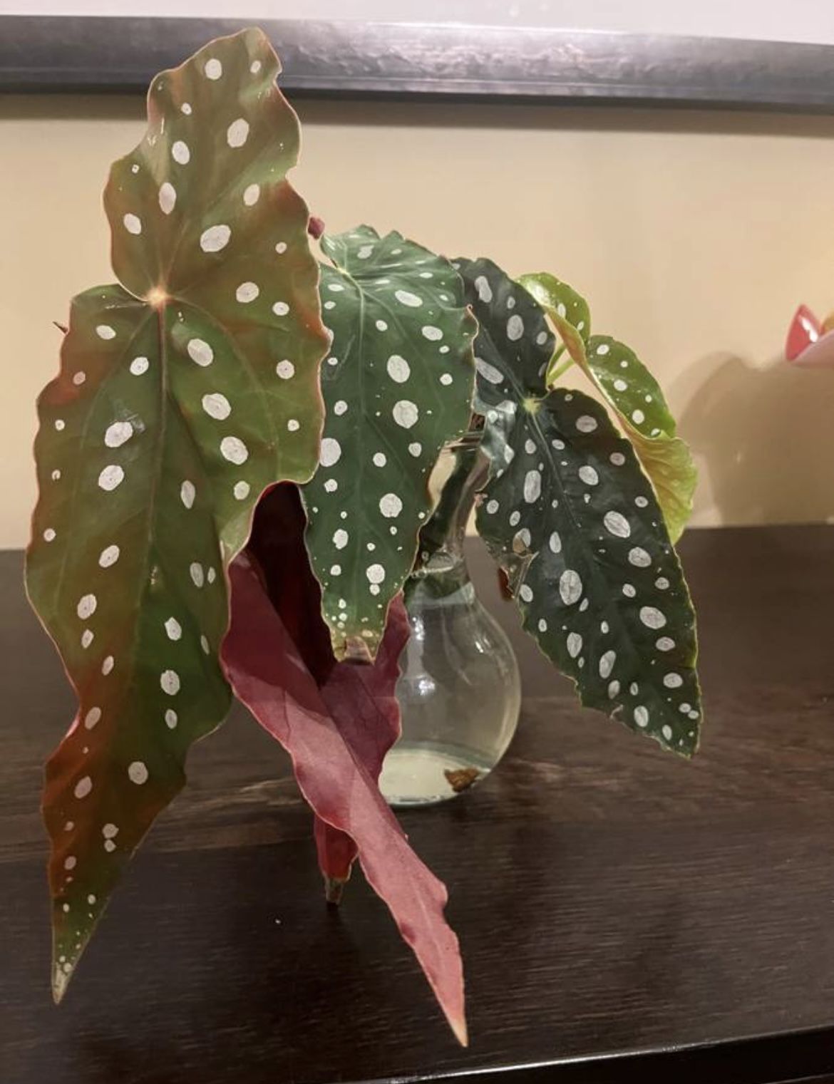 Begonia Maculata Polka Dot Begonia Rooted Cutting