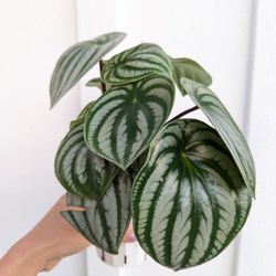 Pepperomia Watermelon Plant 4" Pot - Indoor House Plants