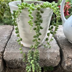 Succulents In Pot