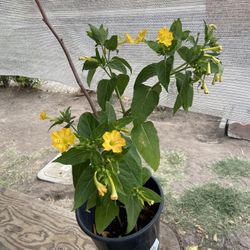 Beautiful Ginseng Flowers Are Staying Long And And We Have White And Pinks Purple Too 