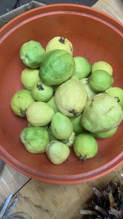 Guava Fresh 4$ Pound