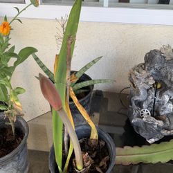 Amaryllis Flower 10$ Pot