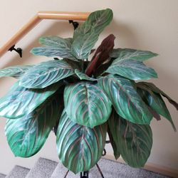 Indoor/Outdoor Plant - Home Decor