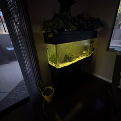 50 Gallon Freshwater Tank & 4 Fish