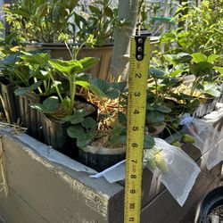 Strawberry Plant For Sale $3 Per Plant