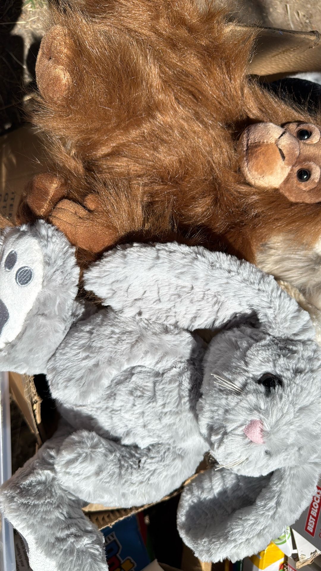 teddy $1 each