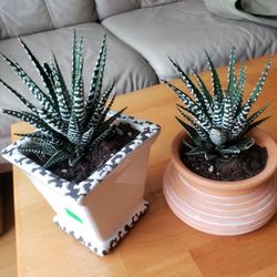 Succulents 