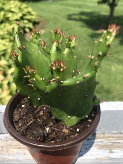 3 Dropping Prickly Pear Cactus Plant - Live - 3.5 inch pot 