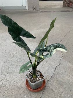 Alocasia Simpo Albo with 2 corms.
