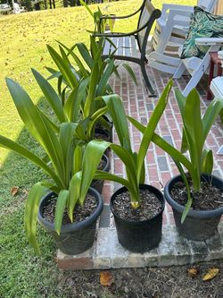 Amaryllis In Pot Not Blooming At This Time  $10 Each