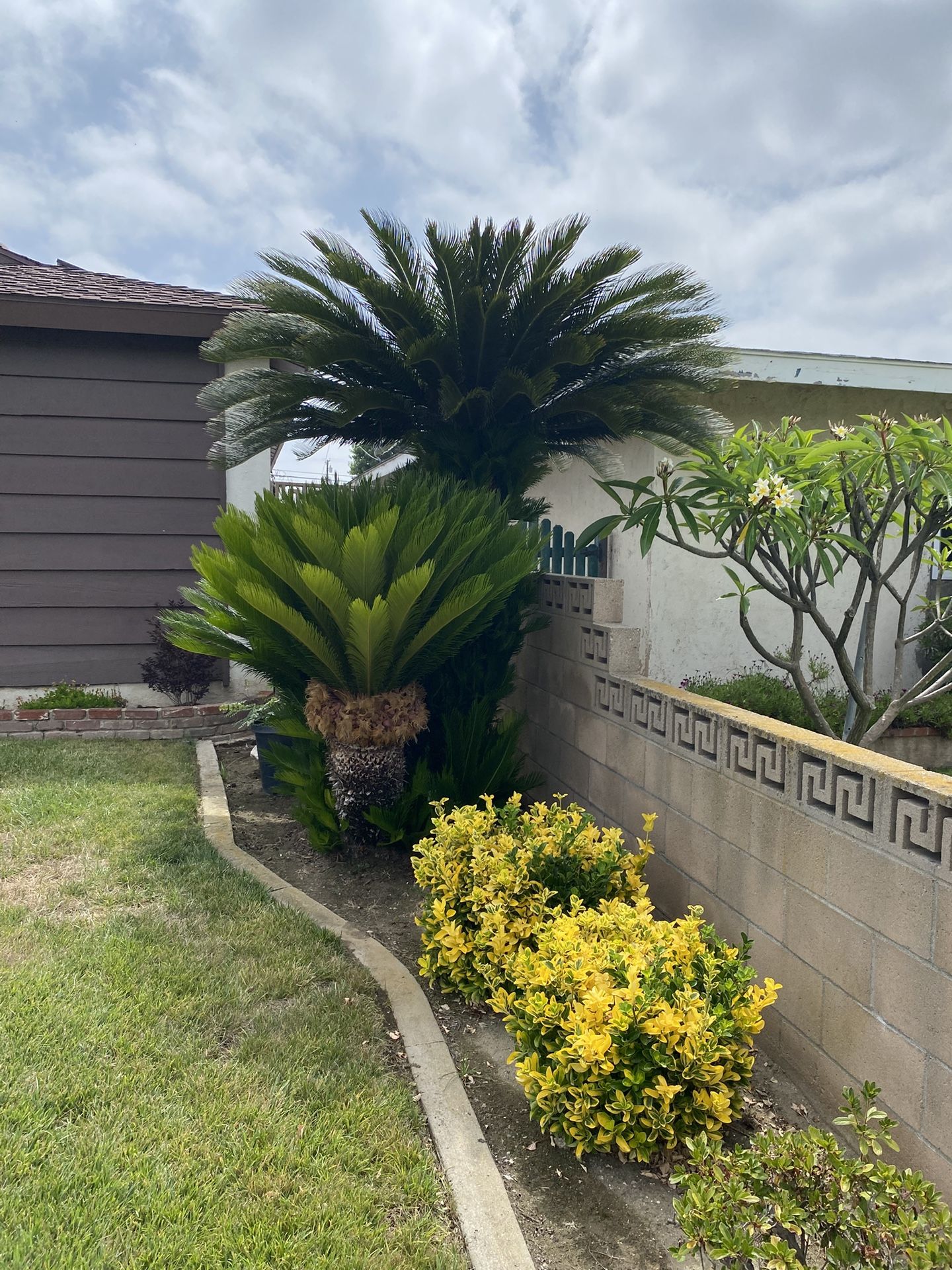 Sago Palm