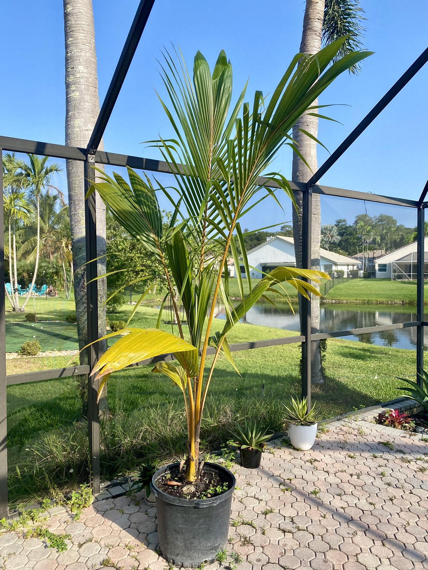 Maypan Coconut Palm Tree