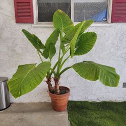 Large Elephant Ear Plant