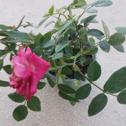 Miniature Rose Plant