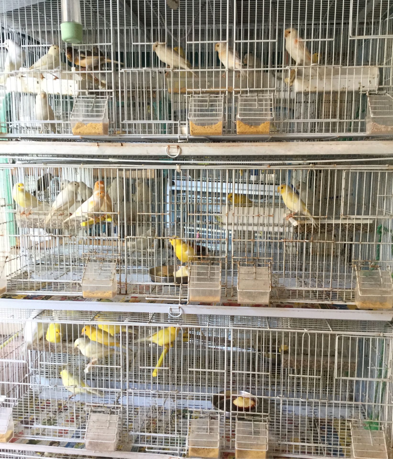 Canary/ Canarios
