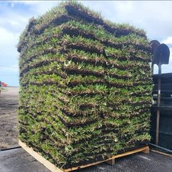 Sod For Sale Grade A Quality Palmetto 