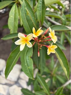 Plumerias and Exotic Plants