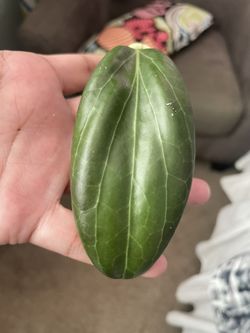 Hoya Hellwigiana