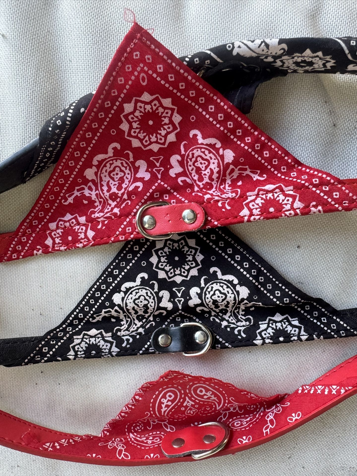 Dog Collars 