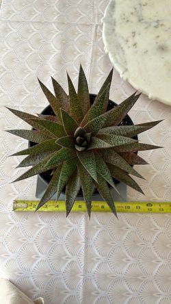 Aloe Aristata