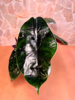 Rare Alocasia Green Unicorn Plant– Large 6” Tropical Plant 🌿