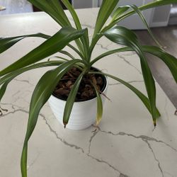 Spider Plant 4 Inch Pot White