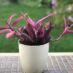 $7 Purple Heart Plant