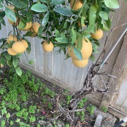 Organic  Grape Fruit 2 For 3$ 