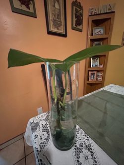 Beautiful Giant Pothos cuttings