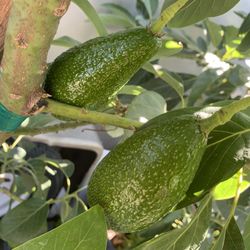 Avocado Tree