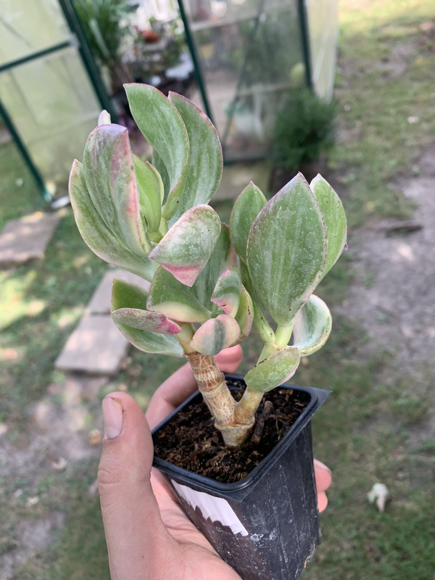 Vargirated Jade Plant!! $12!!