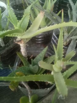 Aloe Vera Plant – Easy Care, Fast Growing Planta Aloe Vera – Fácil Cuidado