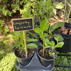 Longevity Spinach Plants 