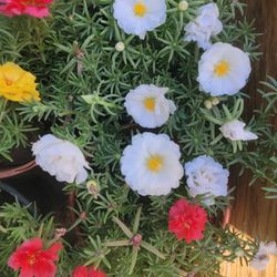 Portulaca Plant Amor De Un Rato Plantas 