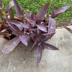 Plants